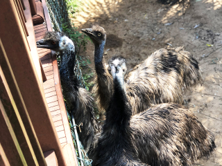 红山森林动物园