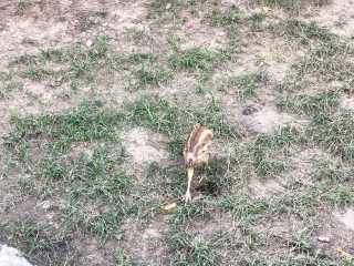 红山森林动物园