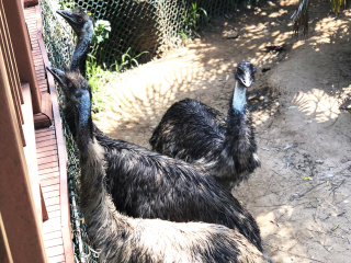 红山森林动物园