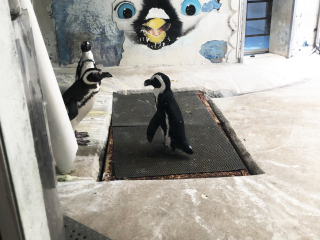 红山森林动物园