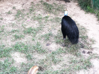 红山森林动物园