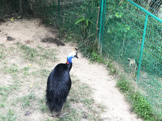 红山森林动物园