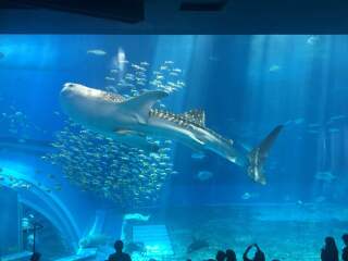 冲绳美丽海水族馆