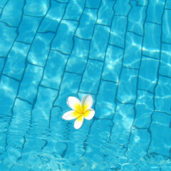 Indian jasmine in the pool (frangipani)