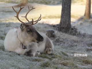 罗瓦涅米驯鹿农场