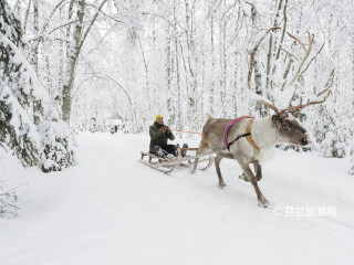 罗瓦涅米驯鹿农场