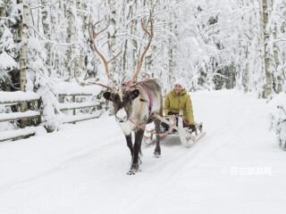 罗瓦涅米驯鹿农场