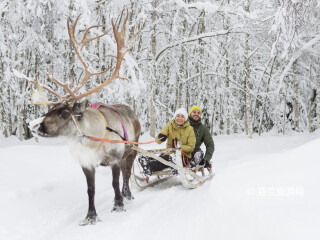 罗瓦涅米驯鹿农场