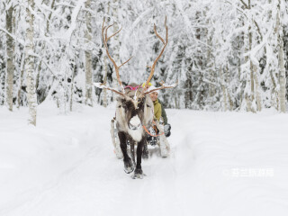 罗瓦涅米驯鹿农场