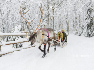 罗瓦涅米驯鹿农场