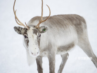 罗瓦涅米驯鹿农场