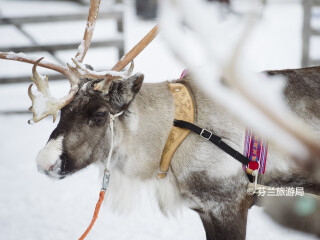 罗瓦涅米驯鹿农场