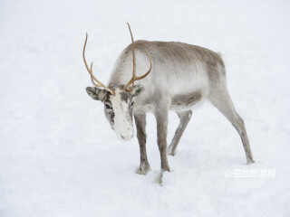 罗瓦涅米驯鹿农场