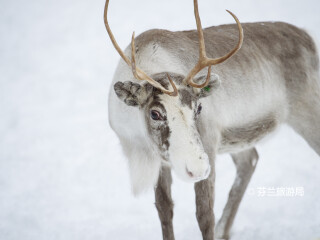 罗瓦涅米驯鹿农场