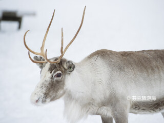 罗瓦涅米驯鹿农场