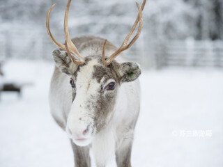罗瓦涅米驯鹿农场