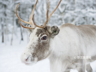 罗瓦涅米驯鹿农场