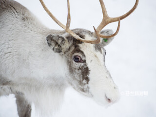 罗瓦涅米驯鹿农场