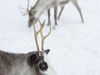 罗瓦涅米驯鹿农场