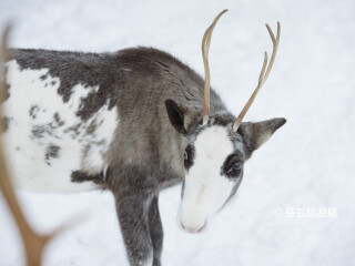 罗瓦涅米驯鹿农场