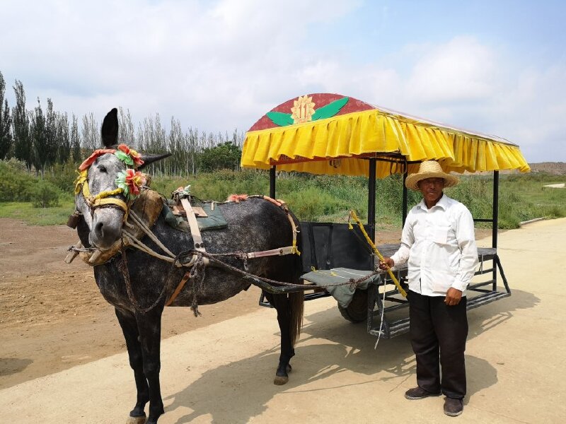 坐上骆驼车之后,我们这一车有位女士游客,拿出十元钱请赶骆驼车的老汉