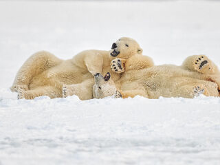 阿拉斯加野生动物保护中心