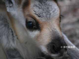 拉努阿野生动物园