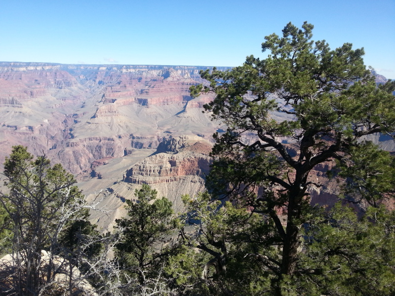 科罗拉多大峡谷的植被