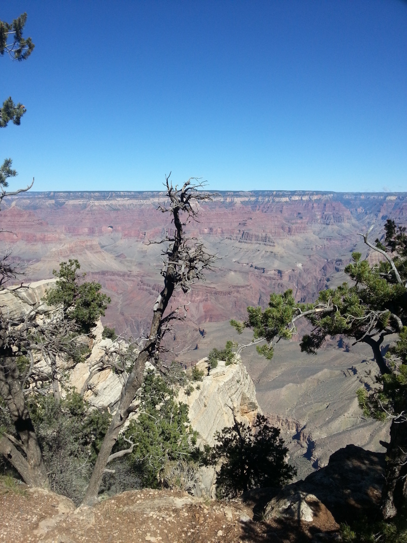 科罗拉多大峡谷的植被