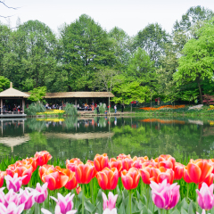 Hangzhou - April 6: Taiziwan Park tulips in full bloom, in the April 6, 2014 in hangzhou, China. Hangzhou Taiziwan Park tulip  every year attracts many tourists from all over the world