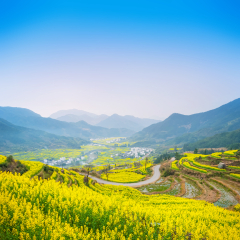Landscape of Wuyuan with Yellow oilseed rape field and Blooming canola flowers in spring. It nears Huangshan Mountain. It's very quiet. People refer it to as the most beautiful village of China.