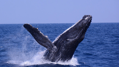 绳出海赏鲸之旅 一人即成团 配备中文或英文导