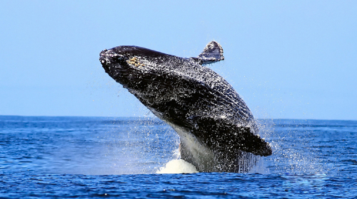 绳出海赏鲸之旅 一人即成团 配备中文或英文导