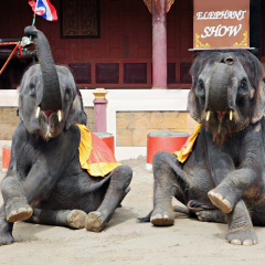 Elephants show in Phuket zoo, Phuket, Thailand