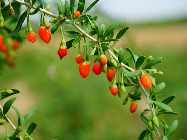  宁夏银川沙湖 沙坡头 水洞沟 镇北堡西部影城 贺兰山岩画 西夏王陵