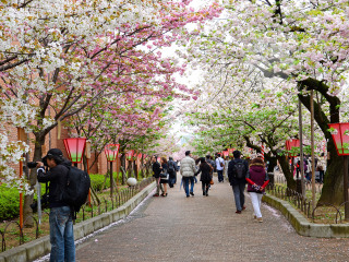 大阪造币局樱花通道