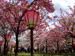 大阪造币局樱花通道