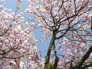 大阪造币局樱花通道