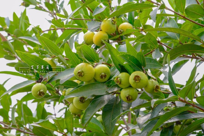 葡桃果树上的葡桃果,已经很多年没看到这品种,小时候邻居的大园上有种