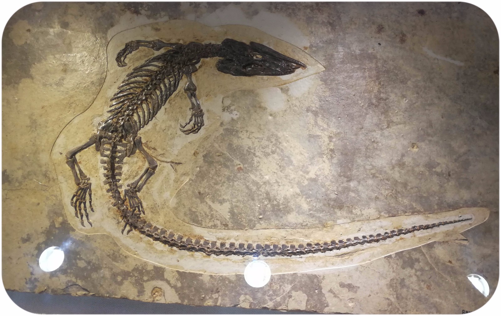 蜥蜴的化石.还有恐龙蛋可以看呢.