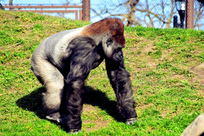 大猩猩体型庞大,臂力惊人.近观还有点怕怕的.