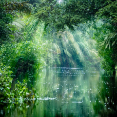 Tortuguero National Park, Rainforest, Costa Rica, Caribbean coast, Central America