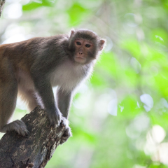 The monkey in the primeval forest