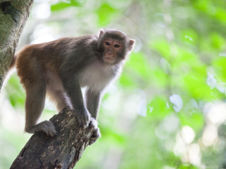 西双版纳热带植物园
