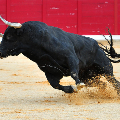 bull