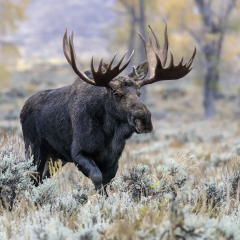 Bull Moose