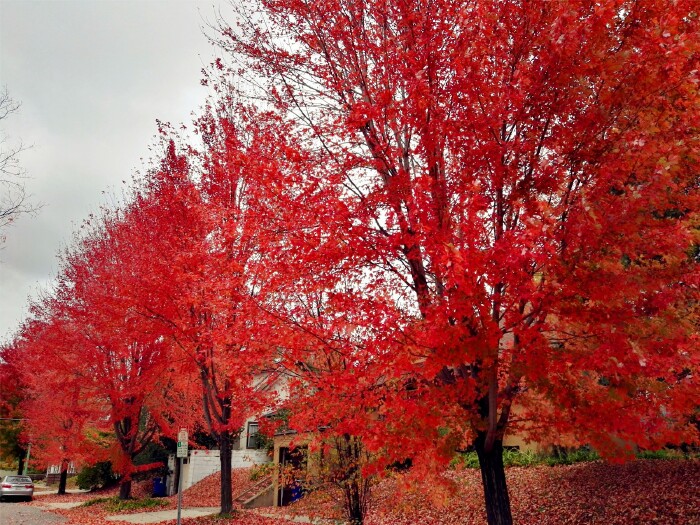 在社区一条平常看上去非常普通的街道,一到了秋天,街道两旁的枫叶仿佛