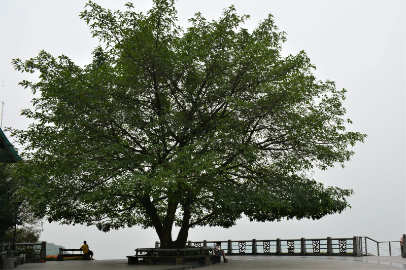 【首发】#猎艳行动#雾都重庆,一个人的三日游