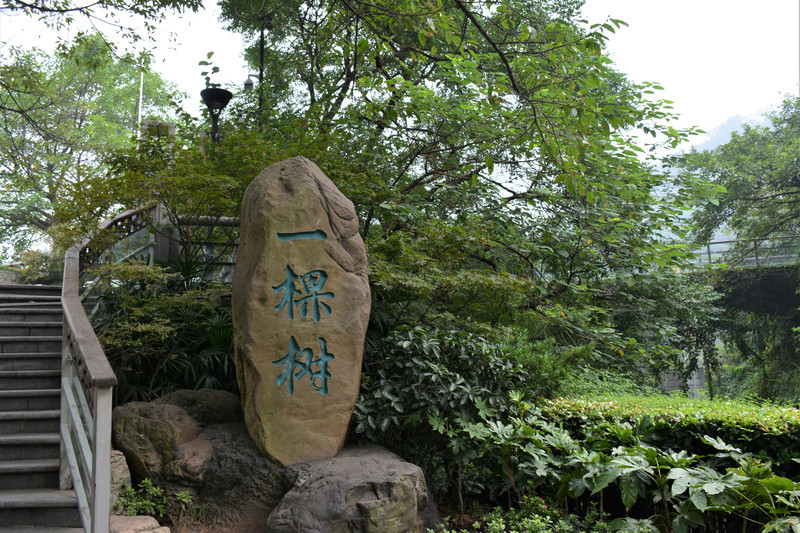 重庆南山一棵树照片图片