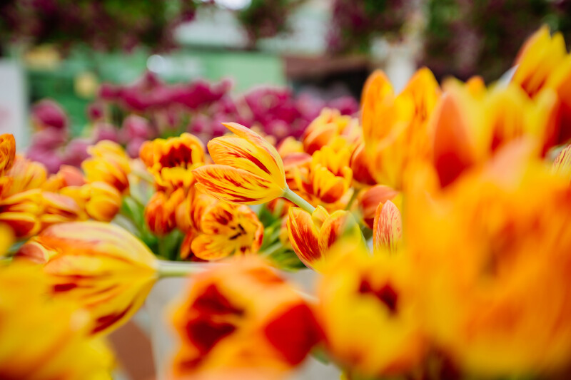 南国暖冬 我在芬芳飘香的郁金香花海等你 天鹅之旅